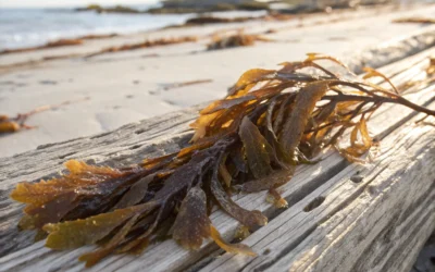 How Cornish Seaweed Bath Sources Its Seaweed for Seaweed & Co